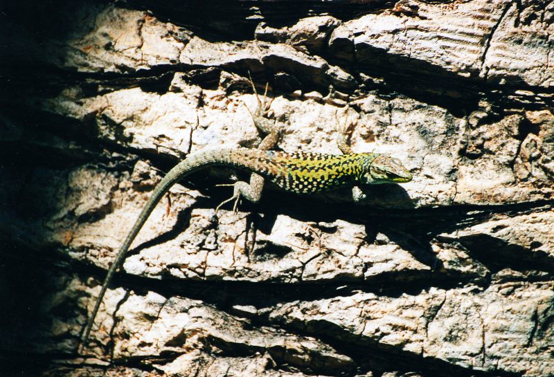 Lacerta sp ? (Podarcis siculus)